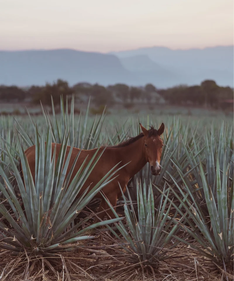 KAA DOS Reposado Organic Tequila